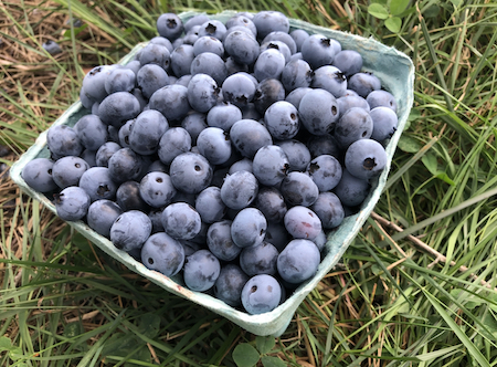 A carton of blueberries set on the grass.